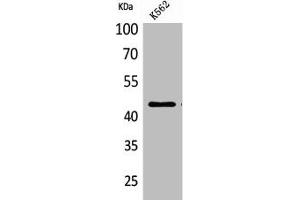 Western Blot analysis of K562 cells using CD48 Polyclonal Antibody (CD48 antibody  (Internal Region))