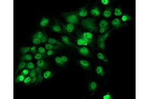 Anti-ERCC1 mouse monoclonal antibody (ABIN2455607) immunofluorescent staining of COS7 cells transiently transfected by pCMV6-ENTRY ERCC1 (RC200478). (ERCC1 antibody)