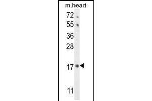 Western blot analysis in mouse heart tissue lysates (35ug/lane). (FGF16 antibody  (N-Term))