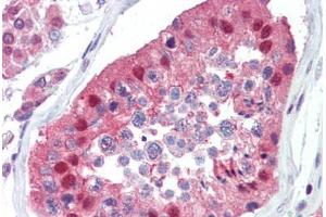 Anti-UBC / Ubiquitin C antibody IHC of human testis. (UBC antibody  (AA 36-66))