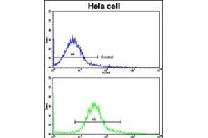 Flow cytometric analysis of hela cells using CA9 Antibody (bottom histogram) compared to a negative control cell (top histogram). (CA9 antibody  (AA 113-143))