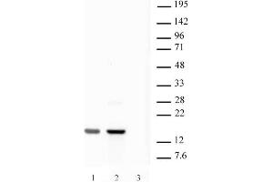 Histone H2AX pAb tested by Western blot. (H2AFX antibody  (C-Term))