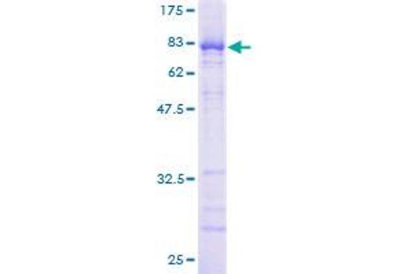 NUP62 Protein (AA 1-522) (GST tag)