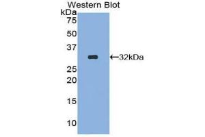 Western Blotting (WB) image for anti-SMAD, Mothers Against DPP Homolog 5 (SMAD5) (AA 210-464) antibody (ABIN1860592) (SMAD5 antibody  (AA 210-464))