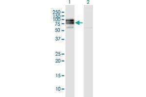 Western Blot analysis of IL10RA expression in transfected 293T cell line by IL10RA MaxPab polyclonal antibody. (IL-10RA antibody  (AA 1-578))