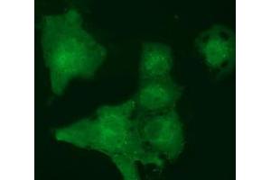 Anti-MOBKL2B mouse monoclonal antibody (ABIN2453314) immunofluorescent staining of COS7 cells transiently transfected by pCMV6-ENTRY MOBKL2B (RC205977). (MOBKL2B antibody)