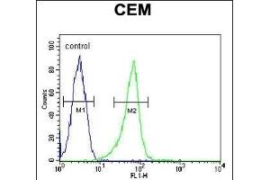 ITGB1BP3 Antibody (Center) (ABIN650725 and ABIN2839412) flow cytometric analysis of CEM cells (right histogram) compared to a negative control cell (left histogram).