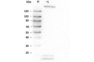 Western Blot of Rabbit anti-Robo-1 antibody.