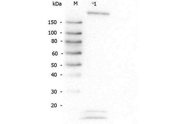 ROBO1 antibody  (AA 1625-1650)