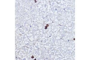 Immunohistochemistry of paraffin-embedded mouse liver using Phospho-Histone H3-S10 Rabbit pAb (ABIN7267687) at dilution of 1:2000 (40x lens). (Histone 3 antibody  (H3S10p))