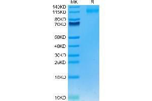 Human FLT3/Flk-2 on Tris-Bis PAGE under reduced condition. (FLT3 Protein (AA 27-541) (Fc Tag))