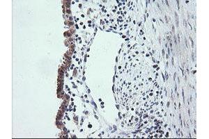 Image no. 2 for anti-V-Ets Erythroblastosis Virus E26 Oncogene Homolog 2 (ETS2) (AA 90-349) antibody (ABIN1491702) (ETS2 antibody  (AA 90-349))