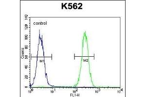 BAI1 Antibody (C-term) (ABIN392804 and ABIN2842241) flow cytometric analysis of K562 cells (right histogram) compared to a negative control cell (left histogram). (BAI1 antibody  (C-Term))