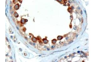 ABIN184952 (2µg/ml) staining of paraffin embedded Human Testis.