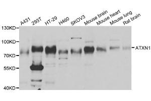 Western blot analysis of extracts of various cell lines, using ATXN1 antibody (ABIN5973659) at 1/1000 dilution. (Ataxin 1 antibody)