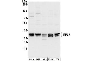 Western Blotting (WB) image for anti-Ribosomal Protein L8 (RPL8) (AA 100-150) antibody (ABIN7450681)