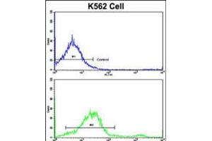 Flow cytometric analysis of K562 cells using LPIN2 Antibody (bottom histogram) compared to a negative control cell (top histogram).