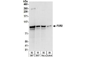 Western Blotting (WB) image for anti-Fragile X Mental Retardation, Autosomal Homolog 2 (FXR2) (AA 600-635) antibody (ABIN7450263)
