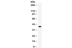 Western blot testing of human HeLa cell lysate with WNT7A antibody. (WNT7A antibody)
