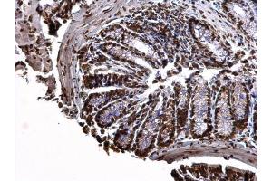 IHC-P Image Histone H3. (Histone H3.3B antibody  (full length))