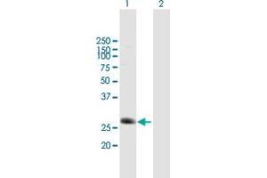 Western Blot analysis of C5orf20 expression in transfected 293T cell line by C5orf20 MaxPab polyclonal antibody. (Chromosome 5 Open Reading Frame 20 (C5ORF20) (AA 1-244) antibody)