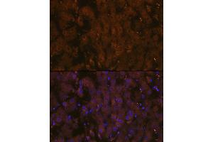 Immunofluorescence (IF) image for anti-Macrophage Stimulating 1 (Hepatocyte Growth Factor-Like) (MST1) antibody (ABIN3015057)