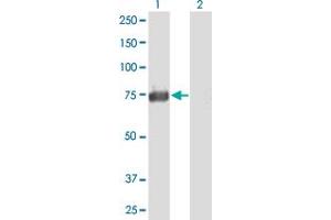 Western Blot analysis of ACSS1 expression in transfected 293T cell line by ACSS1 MaxPab polyclonal antibody. (ACSS1 antibody  (AA 1-689))