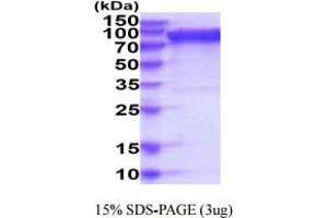 SDS-PAGE (SDS) image for Sialic Acid Binding Ig-Like Lectin 5 (SIGLEC5) (AA 17-441) protein (hIgG-His-tag) (ABIN6388042)