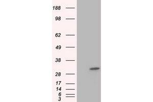 Image no. 2 for anti-Ketohexokinase (KHK) antibody (ABIN1499026) (Ketohexokinase antibody)