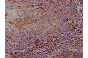 IHC image of ABIN7127437 diluted at 1:100 and staining in paraffin-embedded human tonsil tissue performed on a Leica BondTM system. (Recombinant CTLA4 antibody)