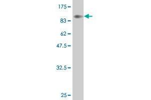 Western Blot detection against Immunogen (85. (YES1 antibody  (AA 1-543))