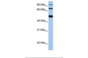 Image no. 1 for anti-WD Repeat Domain 49 (WDR49) (AA 101-150) antibody (ABIN6739406) (WDR49 antibody  (AA 101-150))