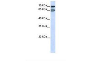 Image no. 1 for anti-Mediator Complex Subunit 16 (MED16) (AA 686-735) antibody (ABIN6739061) (MED16 antibody  (AA 686-735))