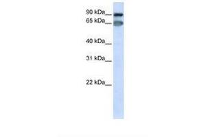 Image no. 1 for anti-Mediator Complex Subunit 16 (MED16) (AA 686-735) antibody (ABIN6739061)