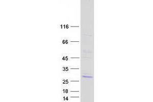 Validation with Western Blot (MS4A7 Protein (Transcript Variant 3) (Myc-DYKDDDDK Tag))