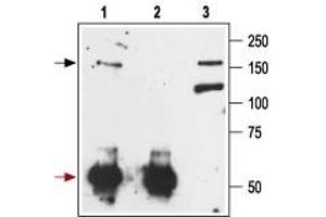 Immunoprecipitation of rat brain lysate: - 1. (Metabotropic Glutamate Receptor 1 antibody  (Extracellular, N-Term))