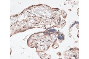 Immunohistochemistry of paraffin-embedded Human placenta using SPDEF Polyclonal Antibody at dilution of 1:100 (40x lens). (SPDEF/PSE antibody)