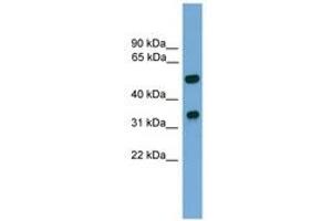 Image no. 1 for anti-Forkhead Box A3 (FOXA3) (C-Term) antibody (ABIN6744530) (FOXA3 antibody  (C-Term))