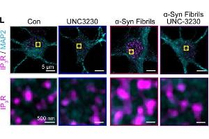 Representative confocal images of control and α-Syn fibril-treated mouse neurons stained with IP3R1 (cat.