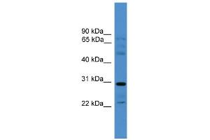 WB Suggested Anti-GJC3 Antibody Titration:  0. (GJC3 antibody  (Middle Region))