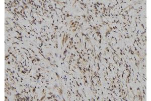 ABIN6272627 at 1/100 staining Human gastric tissue by IHC-P. (LILRB5 antibody  (Internal Region))