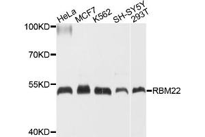 Western blot analysis of extracts of various cell lines, using RBM22 antibody (ABIN4904968) at 1:1000 dilution.
