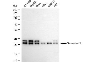 Western blotting analysis using chromobox 3 antibody (ABIN7798064). (CBX3 antibody)