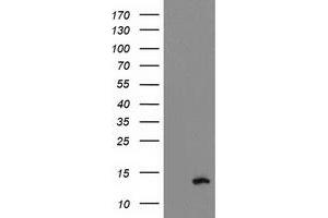 Western Blotting (WB) image for anti-phosphodiesterase 6G, CGMP-Specific, Rod, gamma (PDE6G) antibody (ABIN1500096)