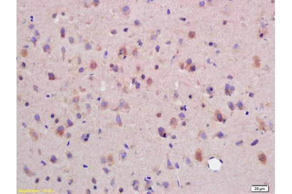 SYTL5 antibody  (AA 801-921)