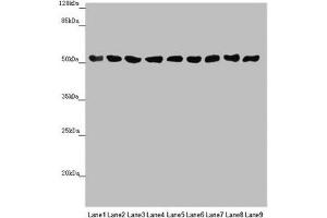 Western blot All lanes: SAMM50 antibody at 0. (SAMM5 (AA 1-220) antibody)
