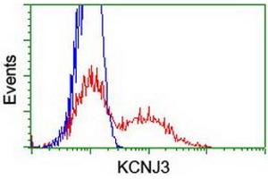 HEK293T cells transfected with either RC205322 overexpress plasmid (Red) or empty vector control plasmid (Blue) were immunostained by anti-KCNJ3 antibody (ABIN2455496), and then analyzed by flow cytometry. (KCNJ3 antibody  (AA 279-501))