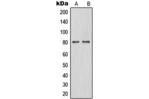 Western blot analysis of TAU (pS262) expression in A549 (A), SP2/0 (B) whole cell lysates. (tau antibody  (C-Term, pSer262))