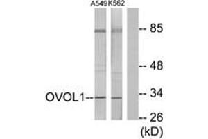 Western blot analysis of extracts from K562/A549 cells, using OVOL1 Antibody.