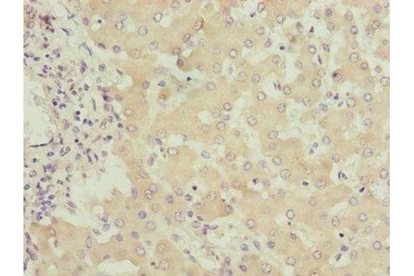 FMO4 antibody  (AA 1-300)